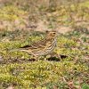 pipit farlouse-8365